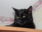 Просмотреть изображение  Чёрный кот Шустрик ищет подругу 82592070 в Ангарске