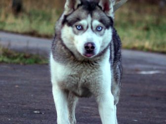 Скачать бесплатно изображение Вязка собак Кобель Хаски приглашает на вязку 60384744 в Архангельске