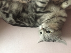 Просмотреть фото Вязка кошек Кот барис 38223599 в Барнауле