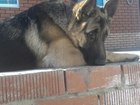 Новое изображение Вязка собак Немецкая овчарка, кобель 3 года, ищет подружку для вязки 62530917 в Белгороде
