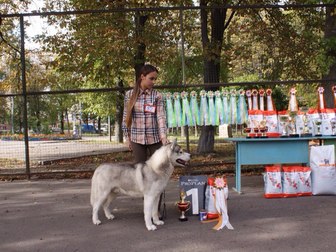 Скачать фотографию Вязка собак Предлагаем вязку с Сибирским Хаски 66942429 в Белгороде