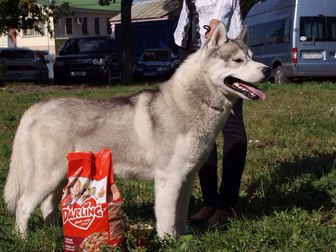 Новое foto Вязка собак Предлагаем вязку с Сибирским Хаски 66942429 в Белгороде