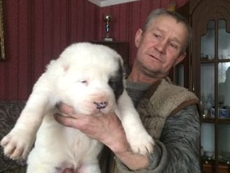 Продам щенков  алабая Дата рождения 25, 12, 19г, от крупных родителей проживающих в одном дворе, в Белгороде