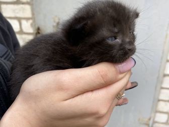 Котята в добрые руки, два коричневых, один чёрный и один черно- белый , всего месяц им в Белгороде