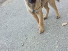 Уникальное фотографию Продажа собак, щенков Отдам щенка 34040691 в Благовещенске