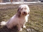 Просмотреть фотографию Потерянные Пропала собака, 32542650 в Екатеринбурге