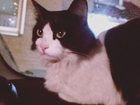 Увидеть фото Найденные Найден черно-белый кот, 34664665 в Екатеринбурге