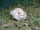 Персиковый котик ищет дом