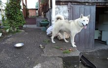 найдена собака белая лайка, ищем хозяина