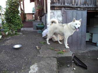 Просмотреть фото Находки найдена собака белая лайка, ищем хозяина 33399740 в Горно-Алтайске