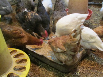 Увидеть фотографию  яйцо инкубационное куриное 68632313 в Хабаровске
