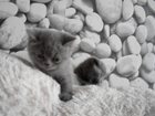 Смотреть foto Загородные дома продам котят плюшевых британских родословных 32578299 в Люберцы