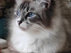 Смотреть фотографию Вязка кошек Невская маскарадная кошка ищет кота-жениха для первой вязки, 80721612 в Ярославле