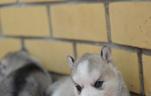 Очаровательные щенки сибирской хаски
