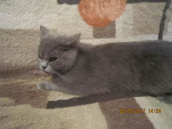 Скачать бесплатно изображение  Ищем британского кота для вязки 38592134 в Ярославле