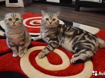 Просмотреть фото Продажа кошек и котят британский мраморный -чемпион породы -вязка 40480248 в Ярославле