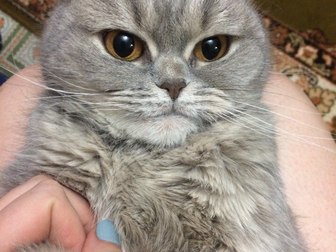 Увидеть фотографию Вязка кошек Шатландская прямоухая кошечка 51831334 в Ярославле