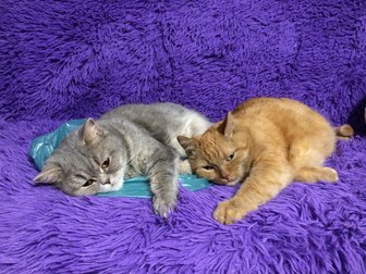 Новое foto Вязка кошек Шатландская прямоухая кошечка 51831334 в Ярославле
