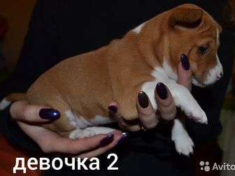 Монопородный питомник басенджи  Bosko Bokari  предлагает  к продаже щенков  басенджи  от титулованных родителей, Есть свободный  рыж,  бел,  мальчик,и  две рыж, в Ярославле