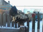  foto       34350962  