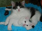 Скачать бесплатно foto Отдам даром красивые домашние котята 32853809 в Калининграде