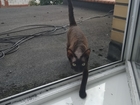 Увидеть фото Потерялись животные Потеряна кошка породы девон рекс 76919757 в Калининграде