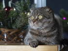 Смотреть фотографию Вязка кошек Вязка Шотландская скоттиш фолд 81319362 в Калининграде