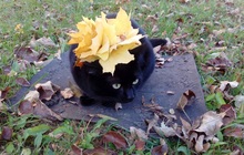 Потерялась домашняя черная кошка