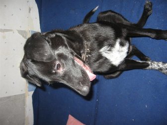 Новое фото Отдам даром Собака ищет теплый дом 33054742 в Калининграде
