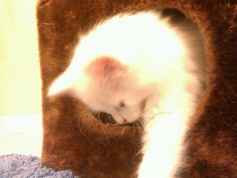 Новое фотографию Отдам даром беленького котенка 33517532 в Калининграде
