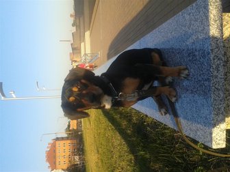 Новое foto Вязка собак девочка для случки 34028837 в Калининграде