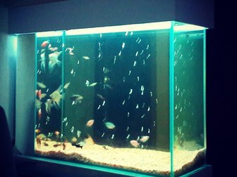 Новое foto Изготовление аквариумов Изготовление акварима под ключ 39968178 в Калининграде