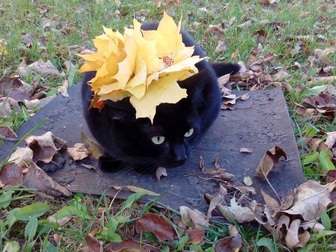 Скачать бесплатно изображение Потерялись животные Потерялась домашняя черная кошка 70831860 в Калининграде