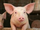 Увидеть foto Разное Реализуем свиней и поросят ОПТОМ, 34687328 в Казани