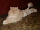 Скачать бесплатно фотографию Стрижка собак стрижка для кошек с выездом на дом 68373639 в Кемерово