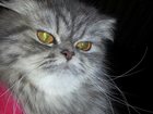 Свежее фото Вязка Ищем персидского кота для вязки, 33655026 в Кирове