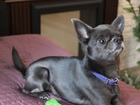 Смотреть фото Вязка собак Кобель породы Чихуахуа предлагается для вязки 40324425 в Кирове