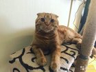 Вязка (шотландский вислоухий кот )
