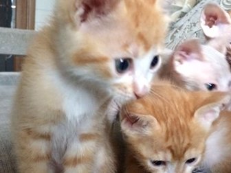 Котята родились 8 апреля,три девочки осталось:две рыженькие и одна персикового цвета в Кирове