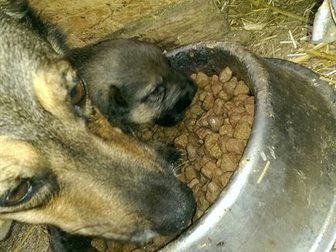 Смотреть изображение Другие животные 7 прекрасных щенят ищут свой дом 33624022 в Коломне