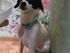 Свежее фото Найденные Найдена собака 33820321 в Комсомольске-на-Амуре