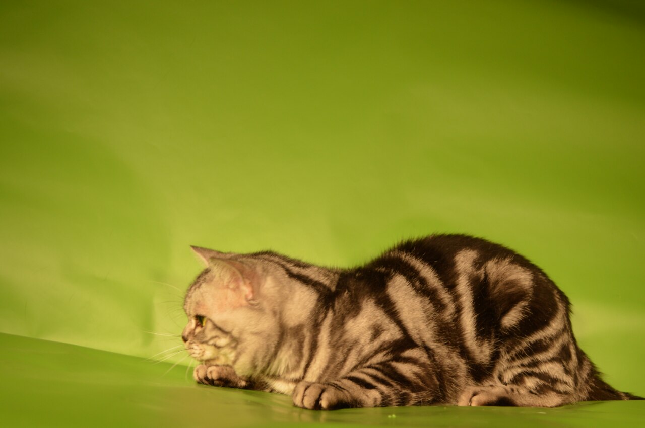 Вязка британский кот мрамор на золоте