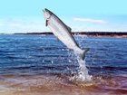 Уникальное фотографию  Особенности ловли лосося от Золотого карася 33150990 в Краснодаре