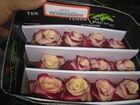 Скачать бесплатно фото Салоны красоты Предлагаем Голландскую розу Proud Оптом напямую от производителя от 1 Коробки, 41072941 в Краснодаре