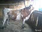 Уникальное изображение Другие животные Племенной бык 32762642 в Красноярске