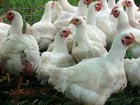Новое изображение  Бройлерный цыплёнок иза-хаббард 34813685 в Красноярске