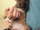 Скачать бесплатно фото  Симпатичный щенок очень ждет хозяина 39719613 в Красноярске