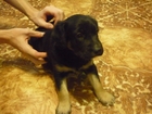 Просмотреть foto Отдам даром - приму в дар отдам щенка в хорошие руки 54831608 в Красноярске