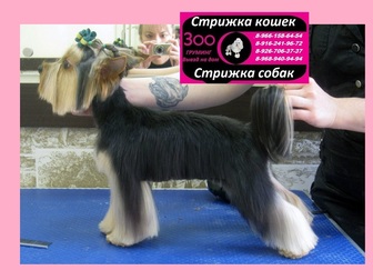 Увидеть фото  Стрижка кошек и собак Выезд на дом в любой район Москвы и Московской области 37078567 в Кургане