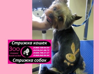 Скачать бесплатно изображение  Стрижка кошек и собак Выезд на дом в любой район Москвы и Московской области 37123191 в Кургане